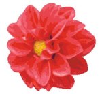 (image for) Dahlia
